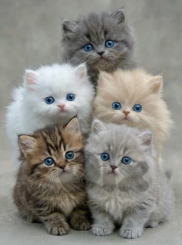 persian & ragdol & british silver kittens  للتواصل على رقم  81686679