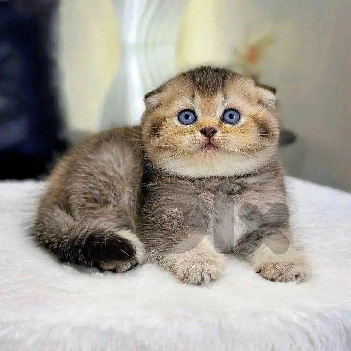 persian & ragdol & british silver kittens  للتواصل على رقم  81686679