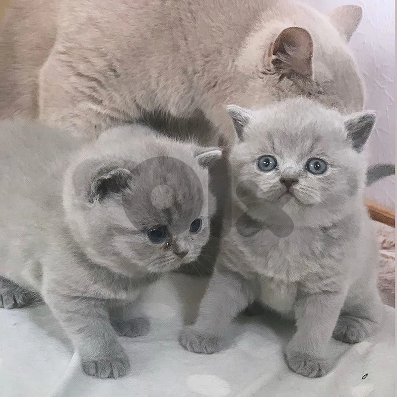 persian & ragdol & british silver kittens  للتواصل على رقم  81686679