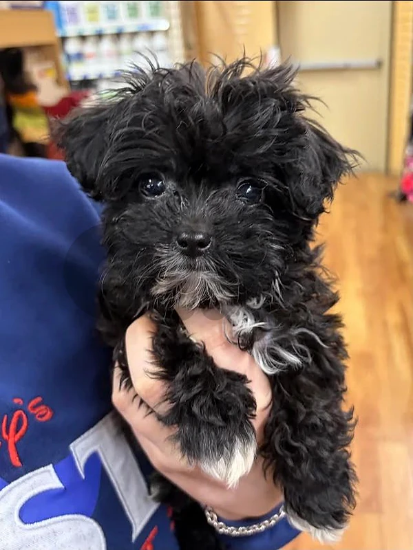 Adorable Black Puppy 🐾