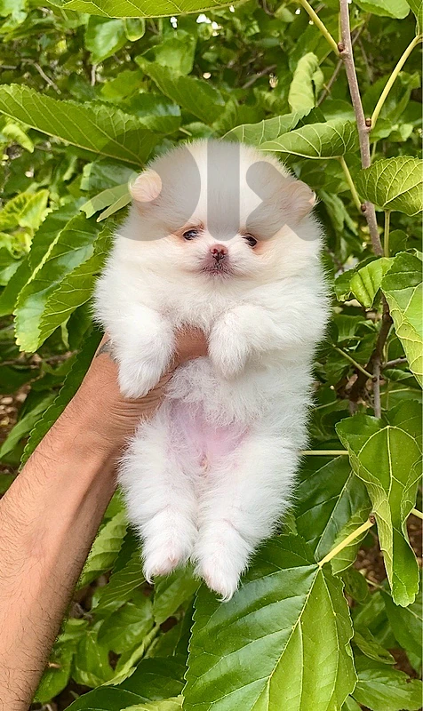 pomeranian teacup