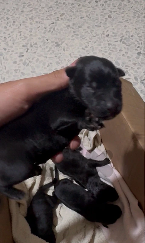 pitbull puppies