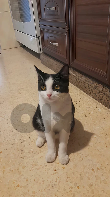20$ Cat for sale - قط للبيع