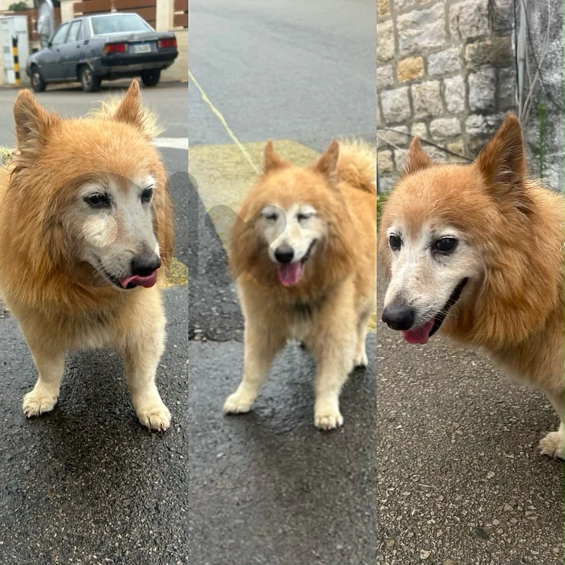 Dog For Adoption