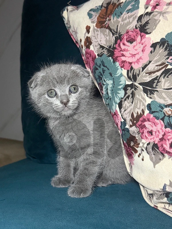 Scottish Fold Gray Kitten