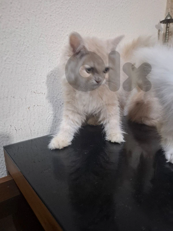 male cat