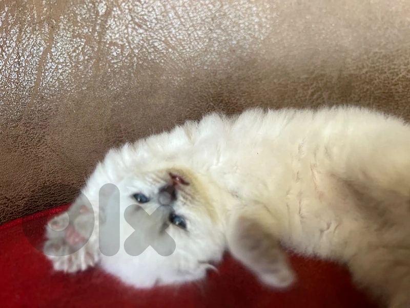 kitten for sale