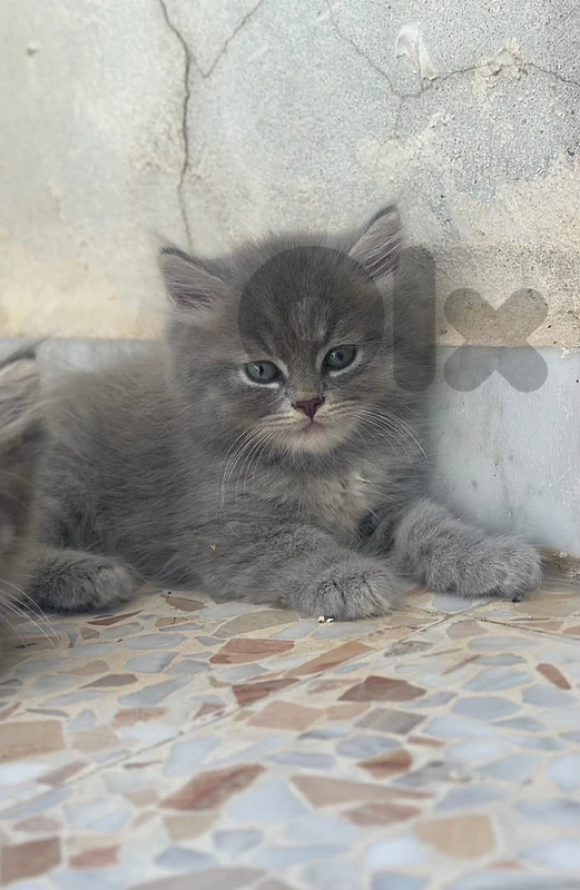 kittens cats