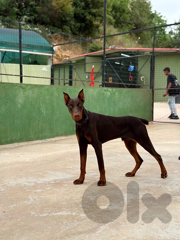 imported brown doberman puppy for sale