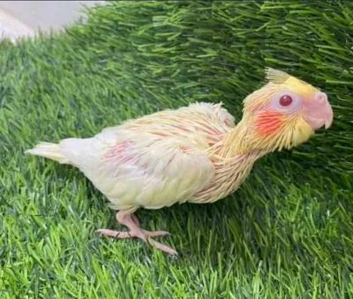وسط صيدا