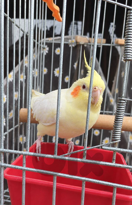 Cockatiel bird + cage