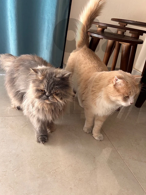 cats for sale