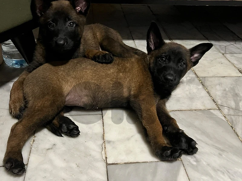 female belgian malinois