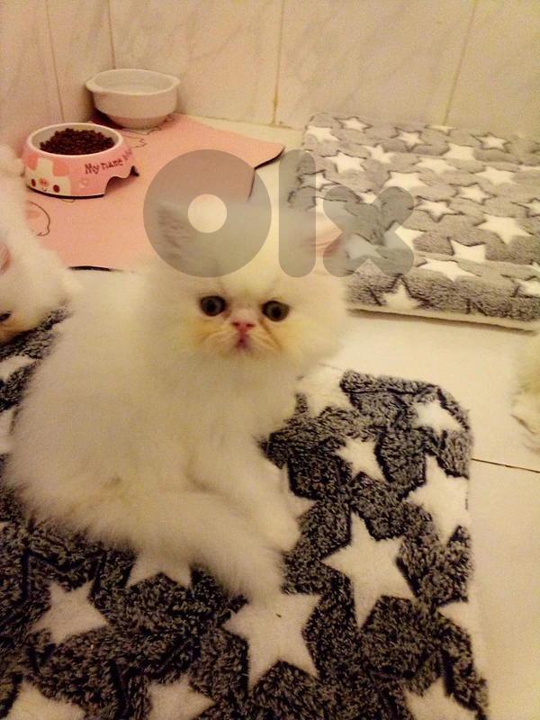 بيرجن بكي فيس