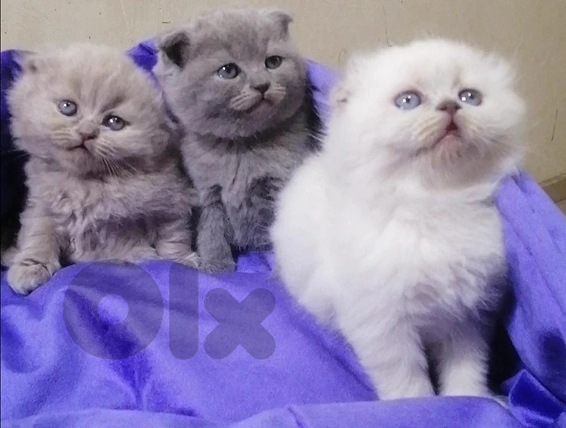 kitten for sale