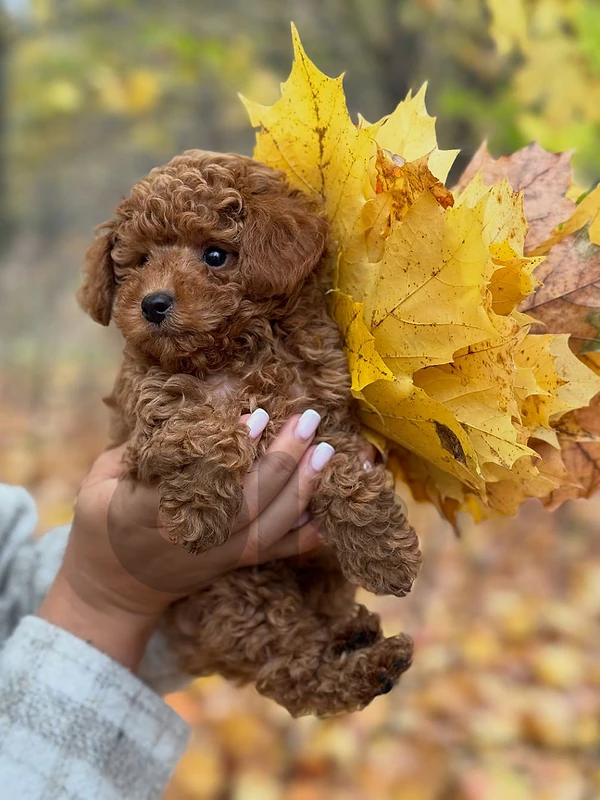 Toy Poodle available
