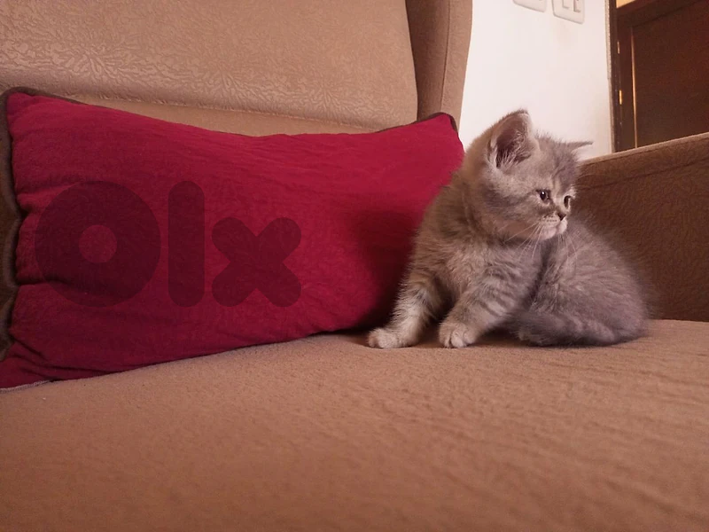 Male british shorthair kitten