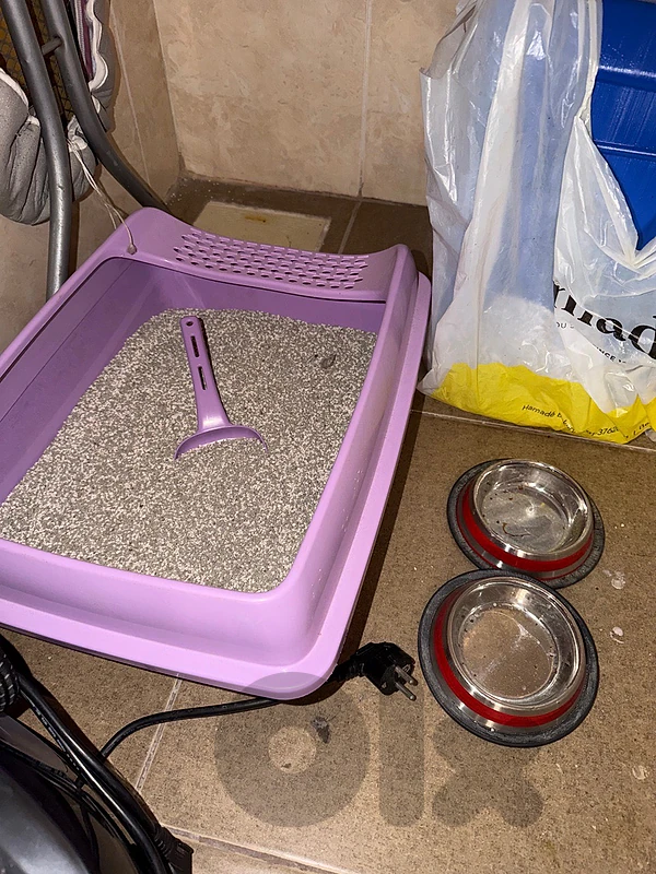 litter box