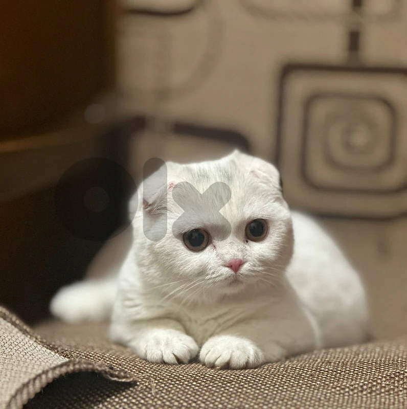 Scottish Fold 🐱