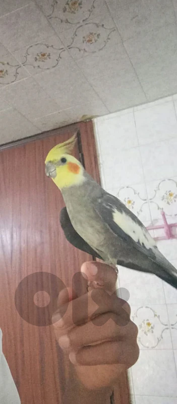 ذكر كروان مروض ومدرب بتعيط لو بيجي لعندك وحافظ نغمات وكلمه حبيبي جميل