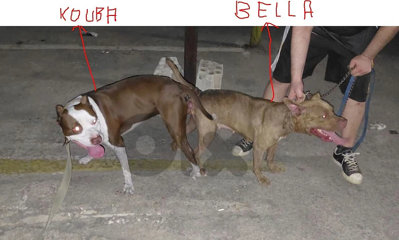 pitbull red nose