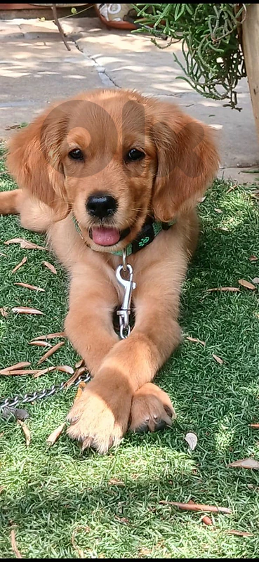 Golden Retriever Puppy