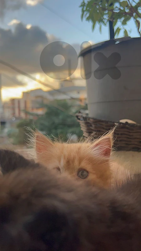 صور مفرق معركه