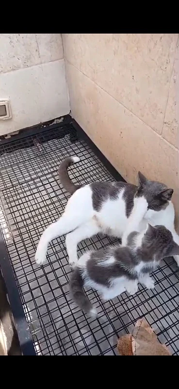 3 beautiful kittens looking for loving homes!