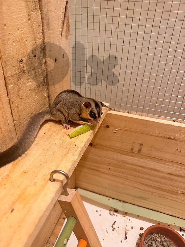 sugar glider