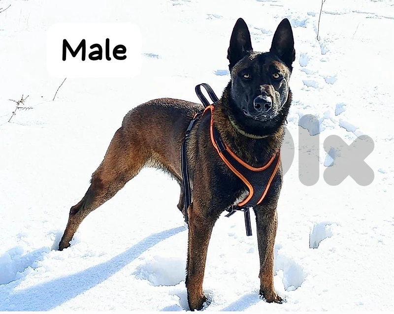 malinois