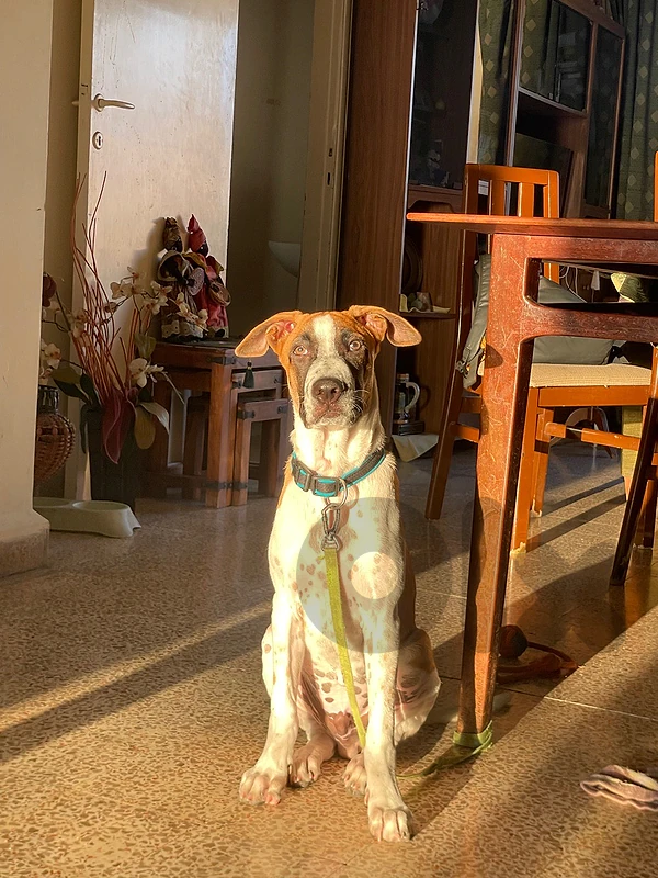 Beagle mix puppy