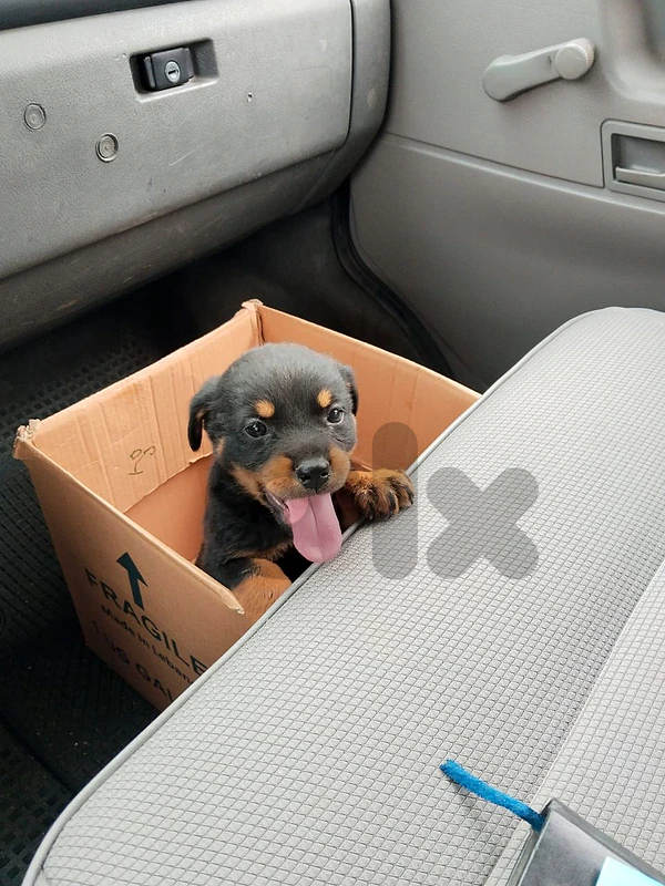 Rottweiler puppies