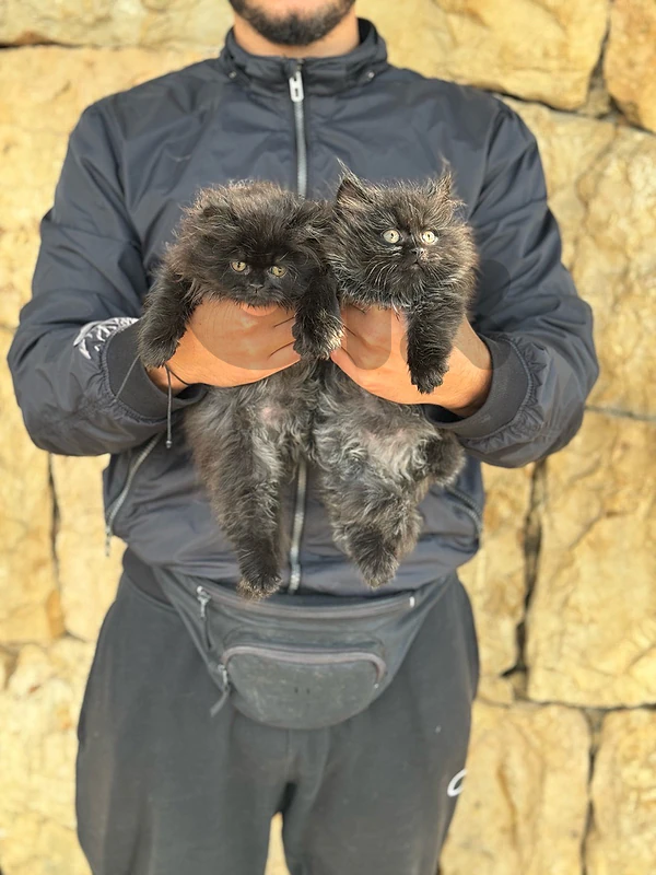 kitens persianpersia ققغ