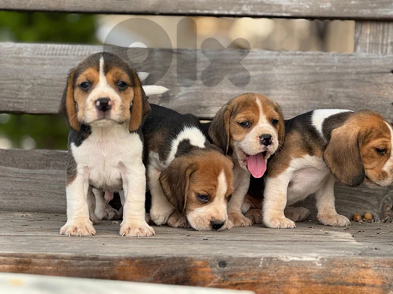 beagle