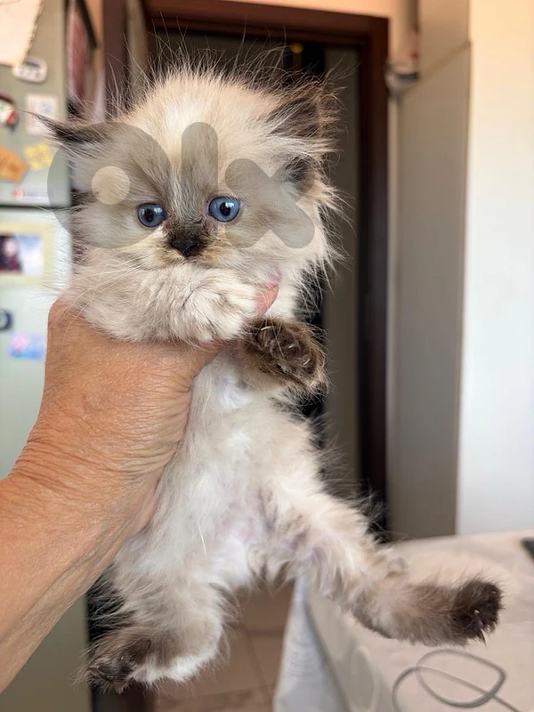 pure persian kitten