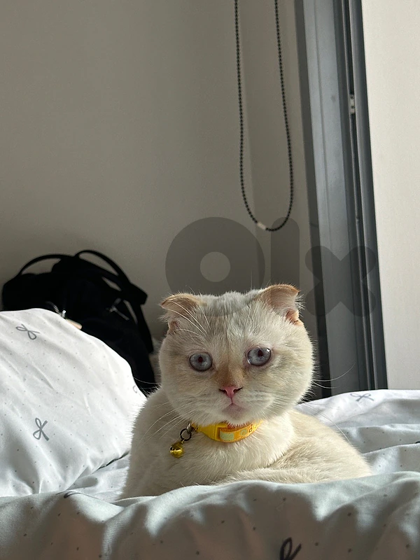 Ragdoll × Scottish Fold Mix – Blue Eyes