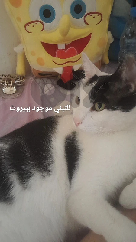 قطط للتبني ذكر وانثى