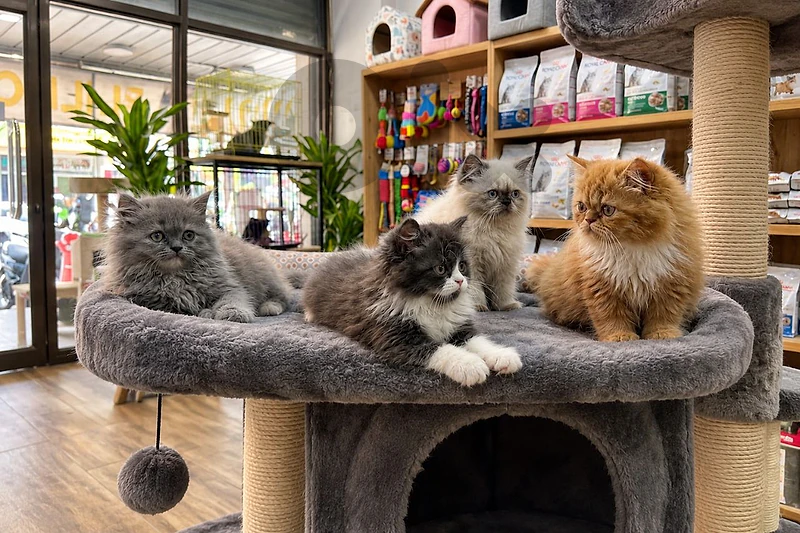 Kittens Available – British, Himalayan, Turkish Angora, Persian & More