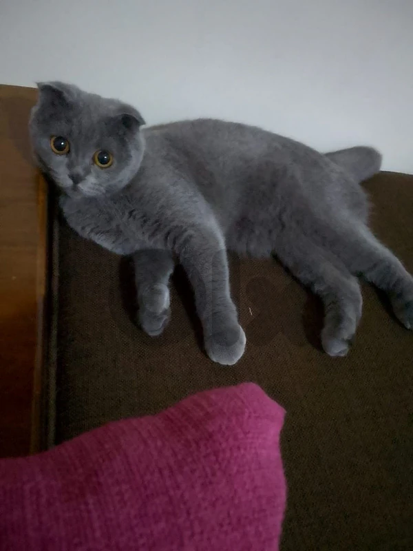 pure Scottish fold