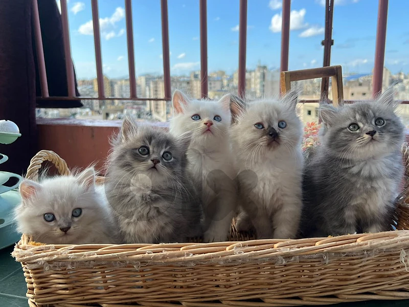 cats for sale