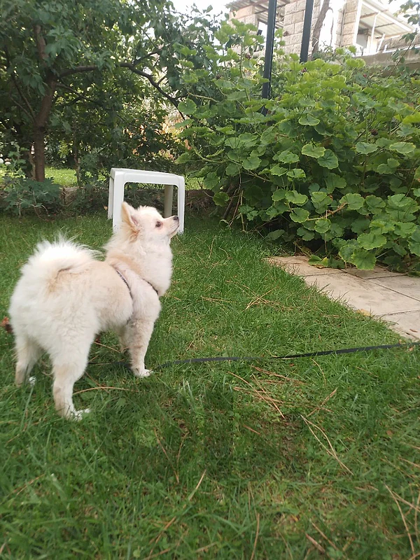 Pomeranian for sale