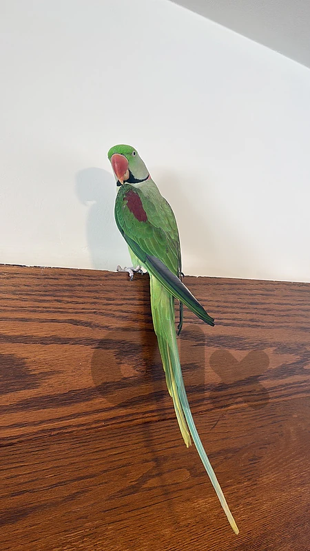 Tamed alexandrin parrot