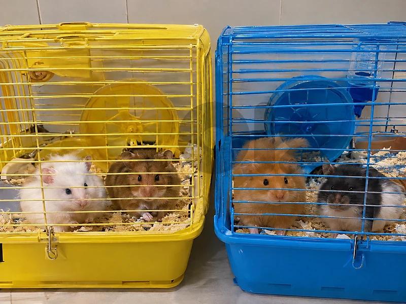 Hamster