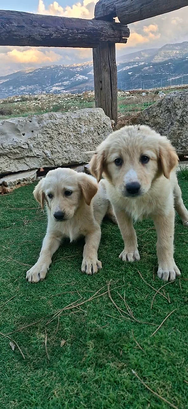golden retriever puppies
