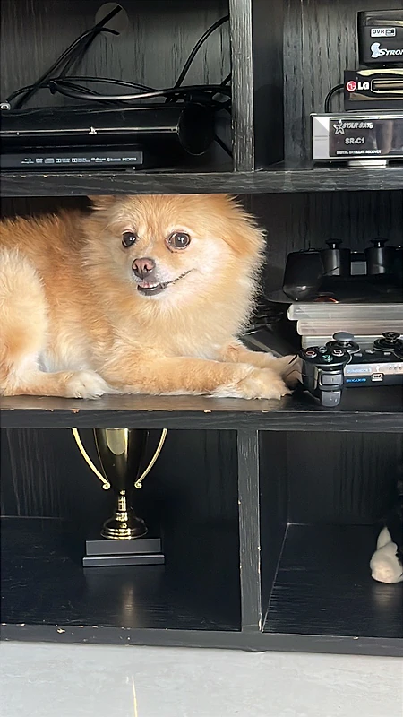 pomeranian