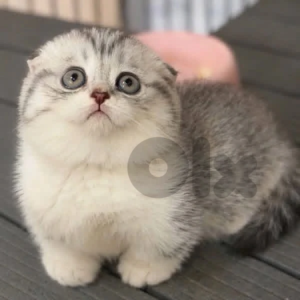 socttish fold pure kittens available