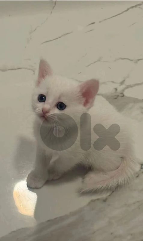 Black British kitten