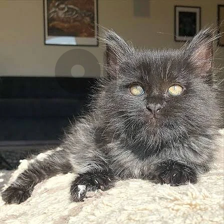 Black British kitten