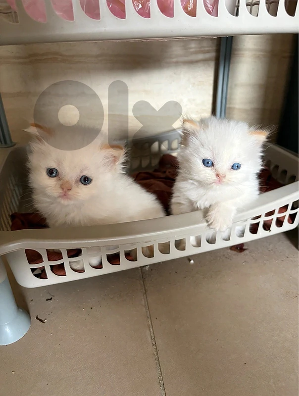 Himalayan cats