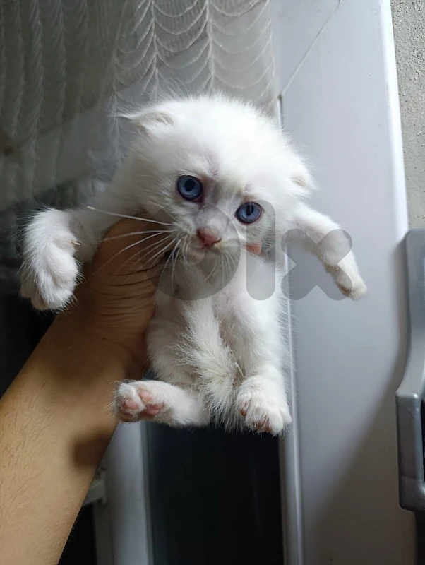 قطط سكوتش فولد وايت